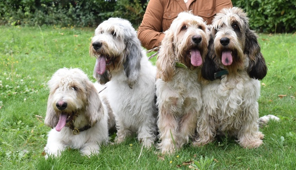 Гранд бассет грифон ванден